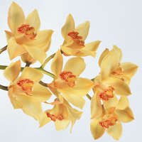 兰花头像图片大全