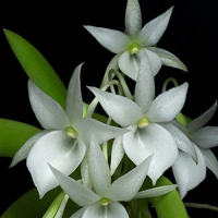 兰花头像图片大全