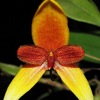 兰花头像图片大全