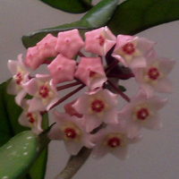 兰花头像图片大全