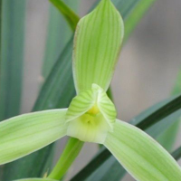 兰花头像图片大全