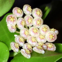 兰花头像图片大全