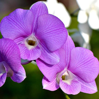 兰花头像图片大全