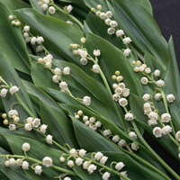 兰花头像图片大全