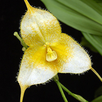 兰花头像图片大全