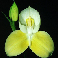 兰花头像图片大全