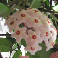 兰花头像图片大全