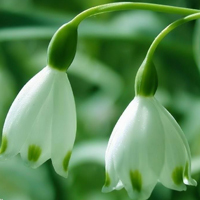 兰花头像图片大全