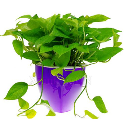 绿萝微信头像图片大全