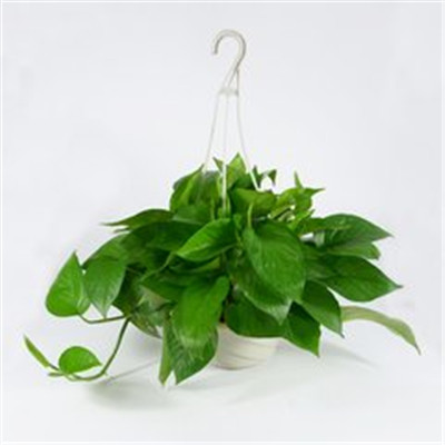 绿萝微信头像图片大全