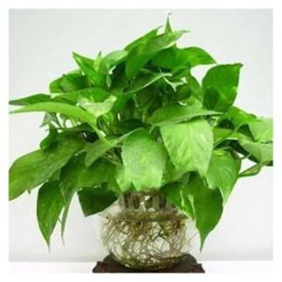 绿萝微信头像图片大全