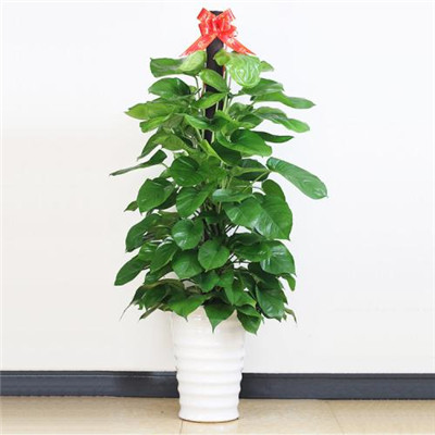 绿萝微信头像图片大全