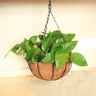 绿萝微信头像图片大全