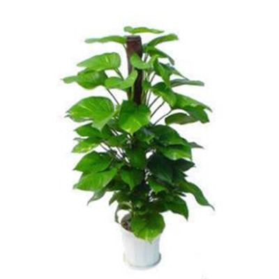 绿萝微信头像图片大全