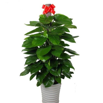 绿萝微信头像图片大全