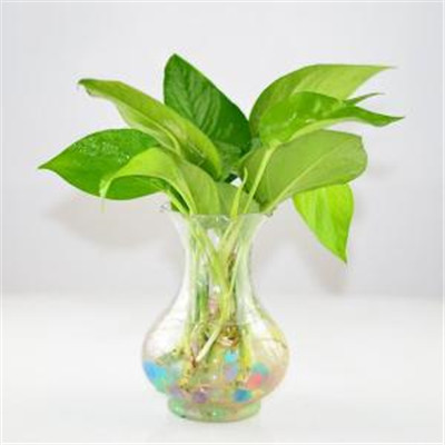 绿萝微信头像图片大全