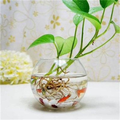 绿萝微信头像图片大全