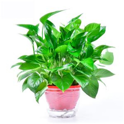 绿萝微信头像图片大全