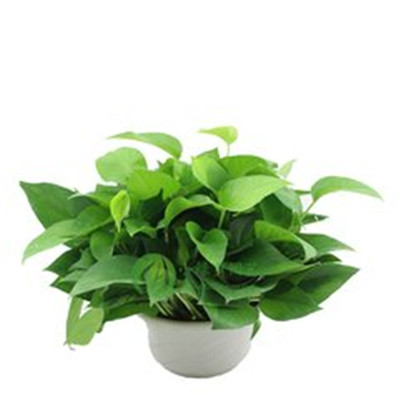 绿萝微信头像图片大全