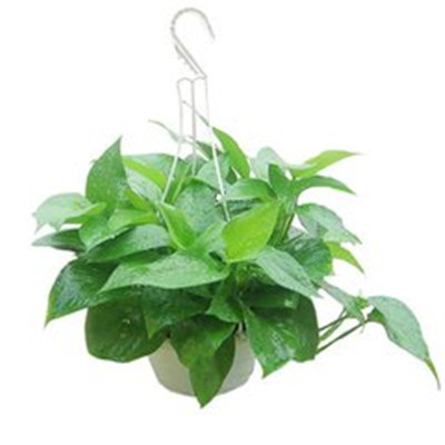 绿萝微信头像图片大全