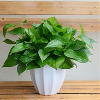 绿萝微信头像图片大全