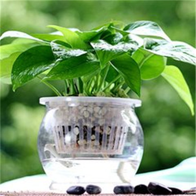 绿萝微信头像图片大全