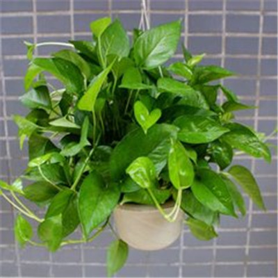 绿萝微信头像图片大全