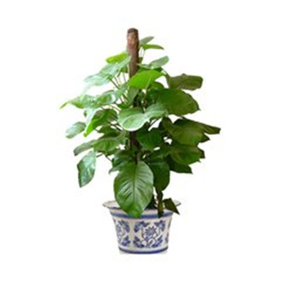 绿萝微信头像图片大全