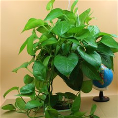 绿萝微信头像图片大全