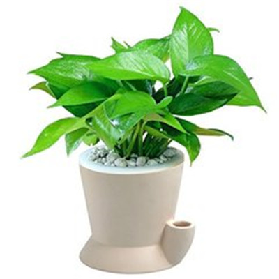 绿萝微信头像图片大全