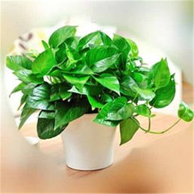 绿萝微信头像图片大全