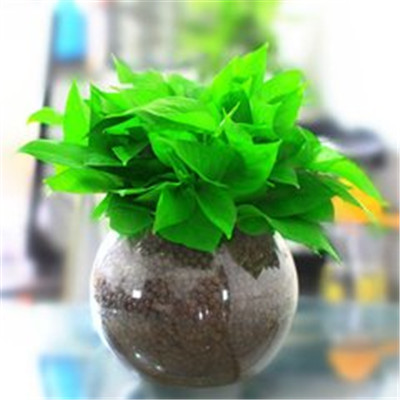 绿萝微信头像图片大全