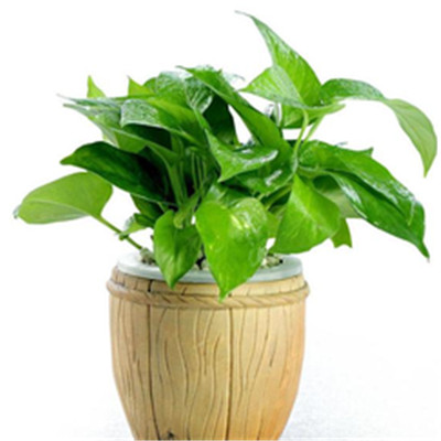 绿萝微信头像图片大全