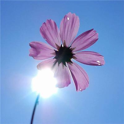 微信头像花朵图片大全