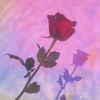 微信头像花朵图片大全