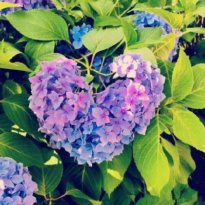 微信头像花朵图片大全