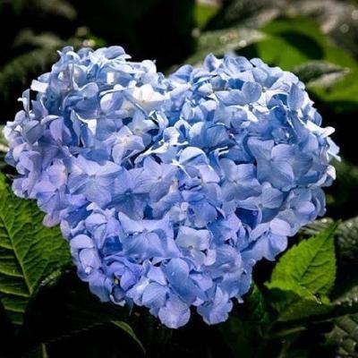 微信头像花朵图片大全