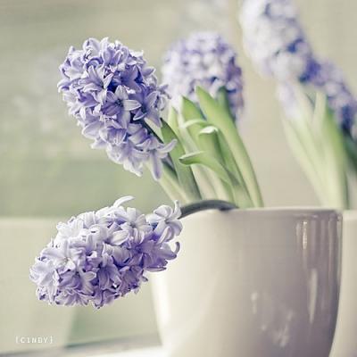 微信头像花朵图片大全