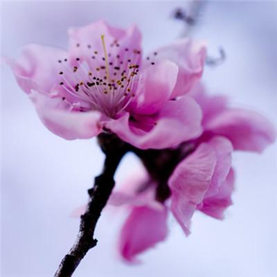 微信头像花朵图片大全