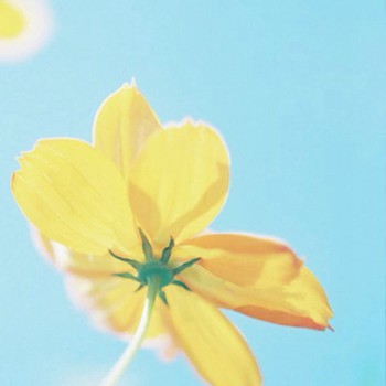 一朵花图片头像