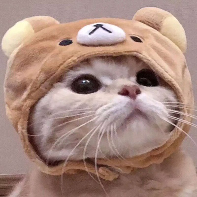 可爱猫咪头像