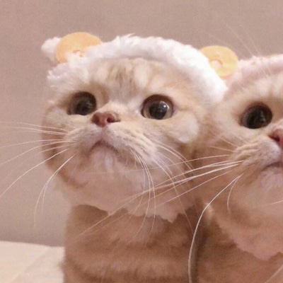 可爱猫咪头像