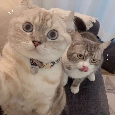 可爱猫咪头像