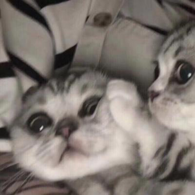 可爱猫咪头像