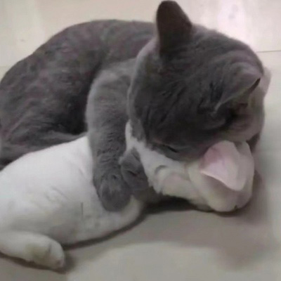 可爱猫咪头像