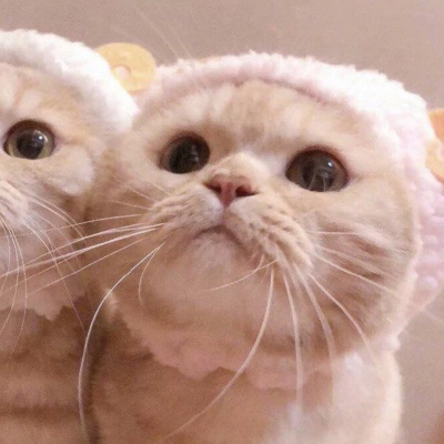 可爱猫咪头像