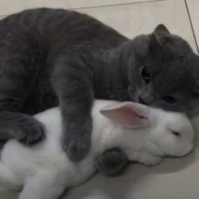 可爱猫咪头像