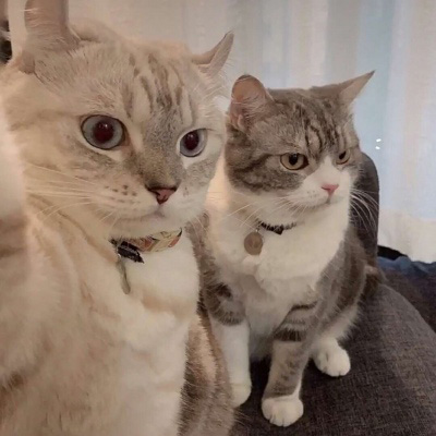 可爱猫咪头像