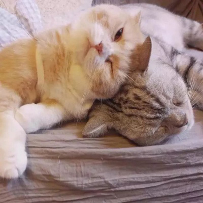 可爱猫咪头像