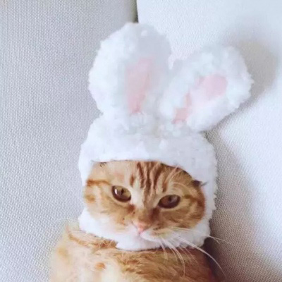 可爱猫咪头像